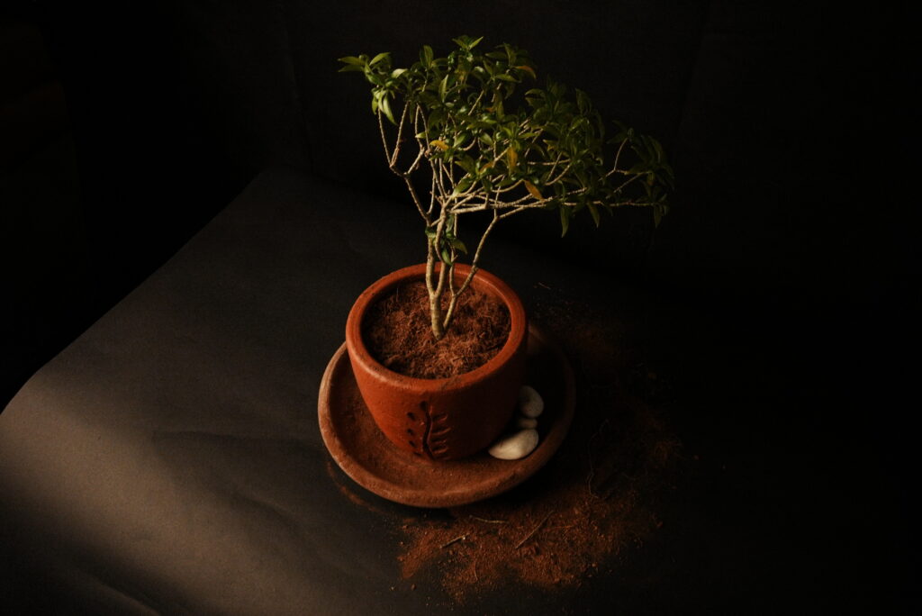 Cocopeat Supplier Indonesia